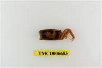 藏品(短身大眼蟹)的圖片